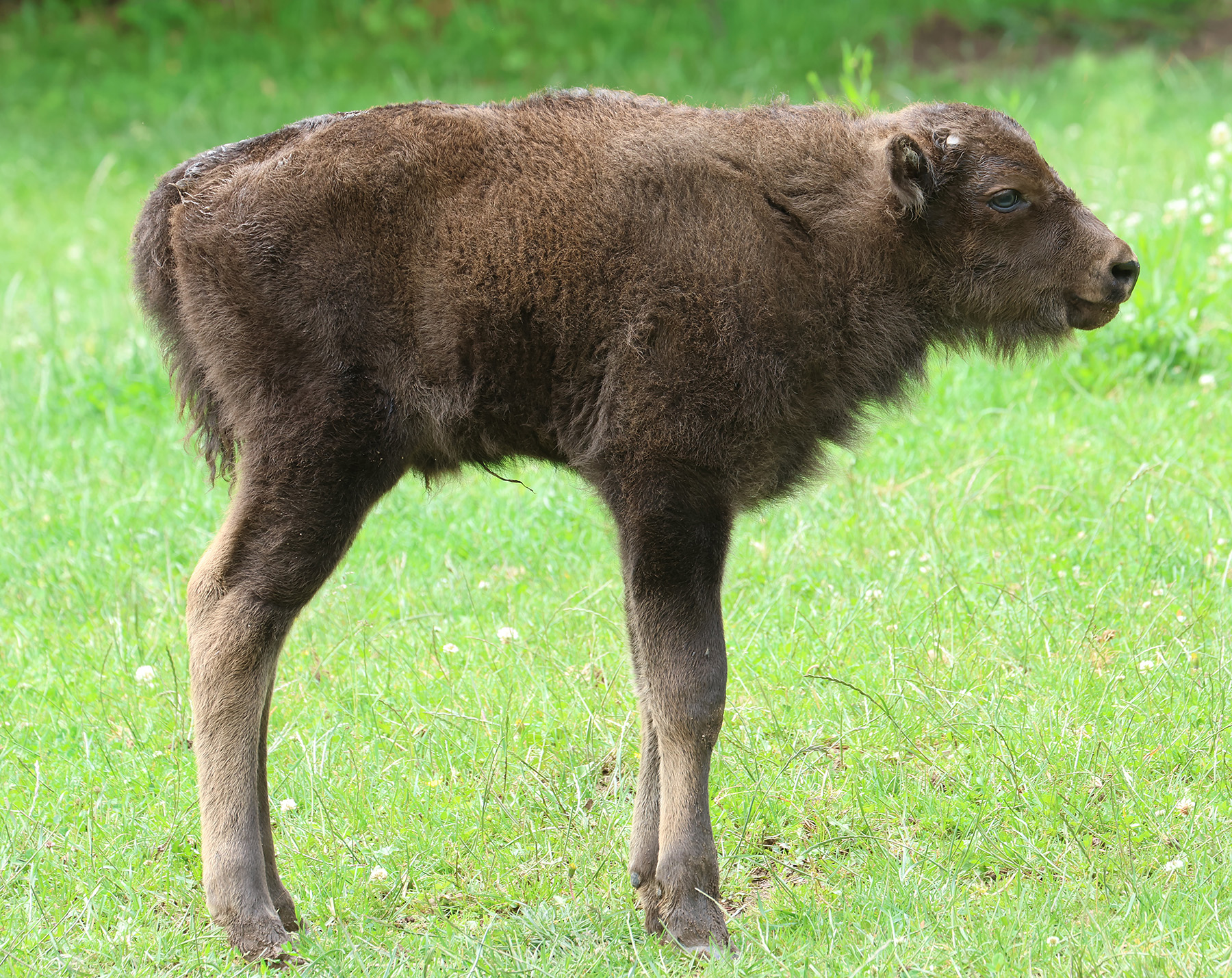 zubr evropský Bison bonasus  9 6 2025 km  1 upr mini