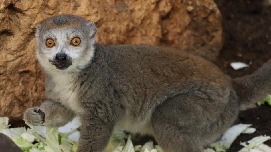 Plzeňská zoo získala nový druh lemura, v tuzemsku jej nyní chová jako jediná