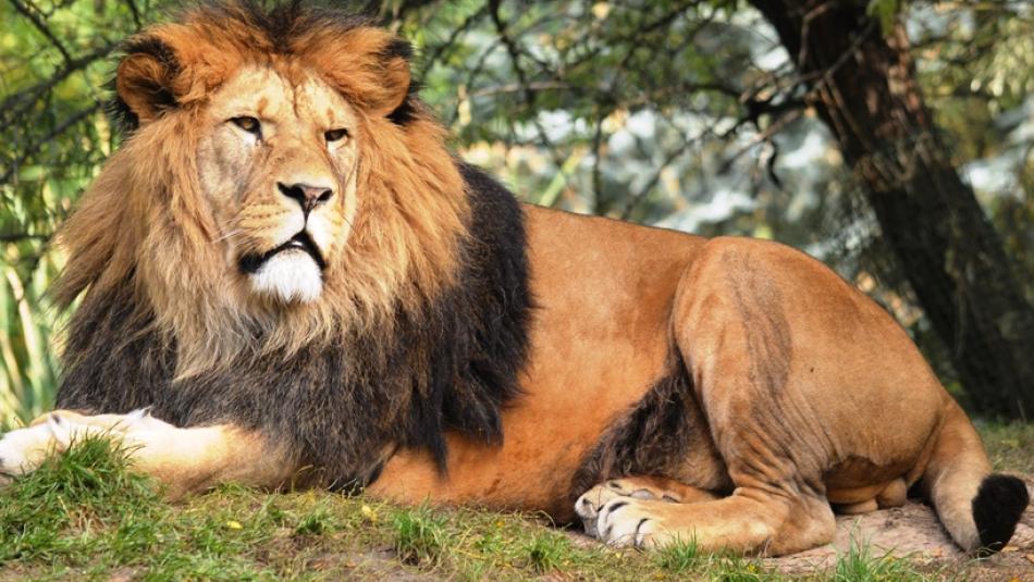 Plzeňská zoo přestavuje výběh pro lvy, zvětší se jim prostor