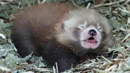 Plzeňská zoo hlásí nový přírůstek. Návštěvníkům se zatím skrývá