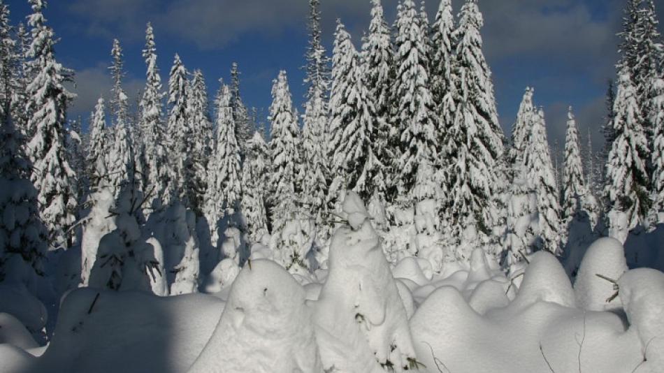 Hrozí pády stromů, varuje návštěvníky Národní park Šumava!