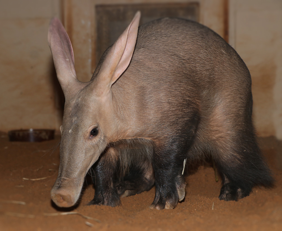 Samice vzácného hrabáče kapského je novým přírůstkem Zoo Plzeň