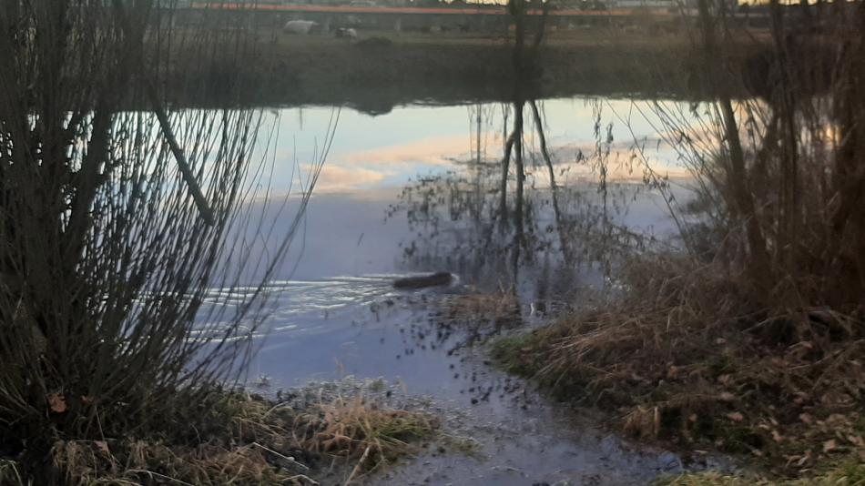 Lidé je chodí krmit, zemědělci si stěžují na škody. Přemnožené nutrie rozdělují Malesice