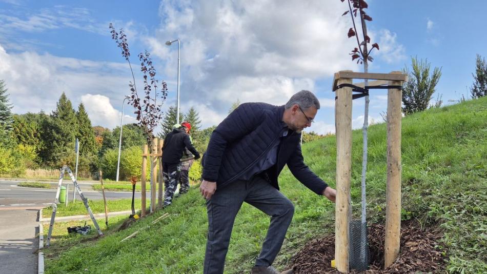 První plzeňský obvod rozkvete. Na jeho území přibyde tisíce květin a téměř stovka stromů