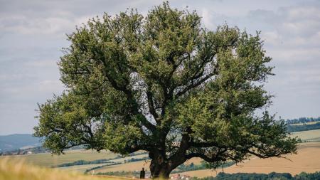 Hruška na Radovách z Uherského Hradiště je druhým nejoblíbenějším stromem v Česku