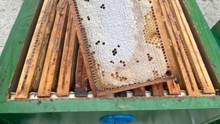 Včelám z úlů na střechách městských budov v Plzni se daří, letos daly 90 kilo medu