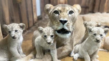 Návštěvníci plzeňské zoo už mohou obdivovat malá lvíčata
