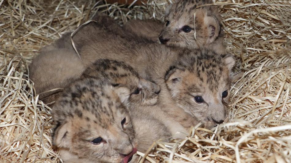 Plzeňská zoo má nové roztomilé přírůstky!