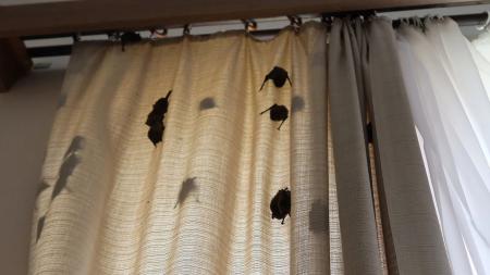 Hotelový pokoj v centru Plzně obsadili netopýři. Zvířecí záchranáři jich odchytili více než 200!