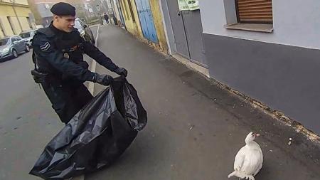 Kachna se vydala na procházku po centru Plzně. Odchytli jí strážníci