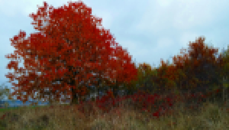 strom, podzim