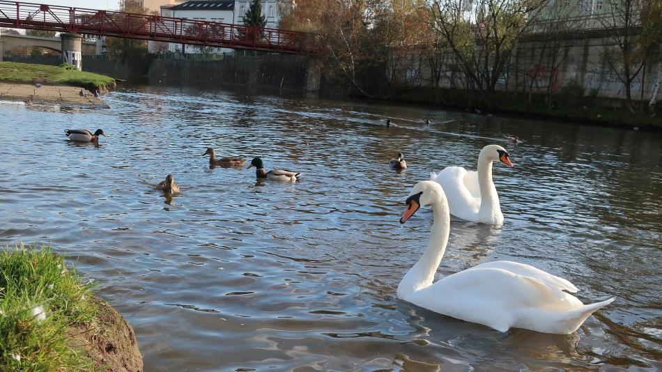 Labuťák, který pronásledoval kanoisty v Plzni, se vrátil zpět do centra města