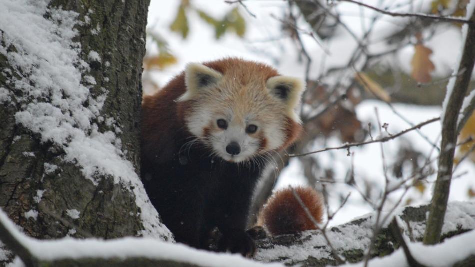 Advent v plzeňské ZOO začíná poslední listopadovou sobotu