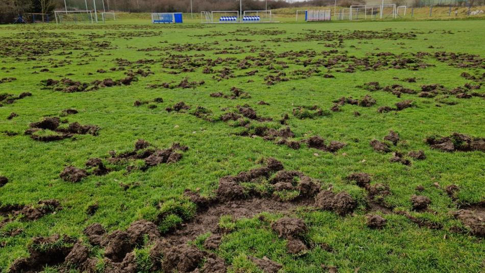 Hřiště fotbalového klubu poničila divoká prasata. S opravou pomůže plzeňská radnice