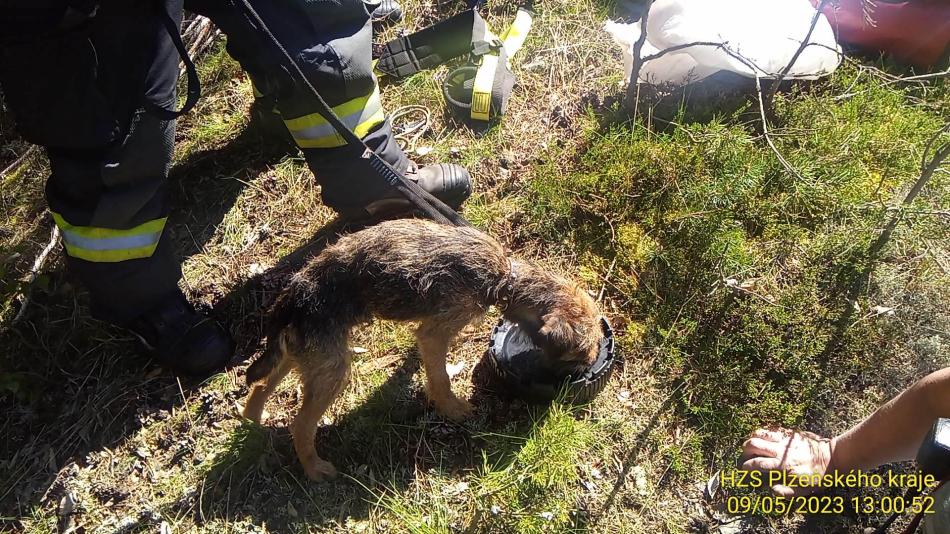 Ztracený pes téměř měsíc přežíval ve štole. Zachránila ho obrovská náhoda