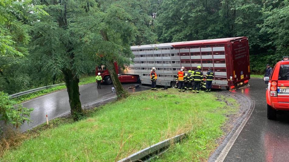 V serpentinách na severu Plzeňska havarovalo auto převážející telata. Silnice je uzavřena!