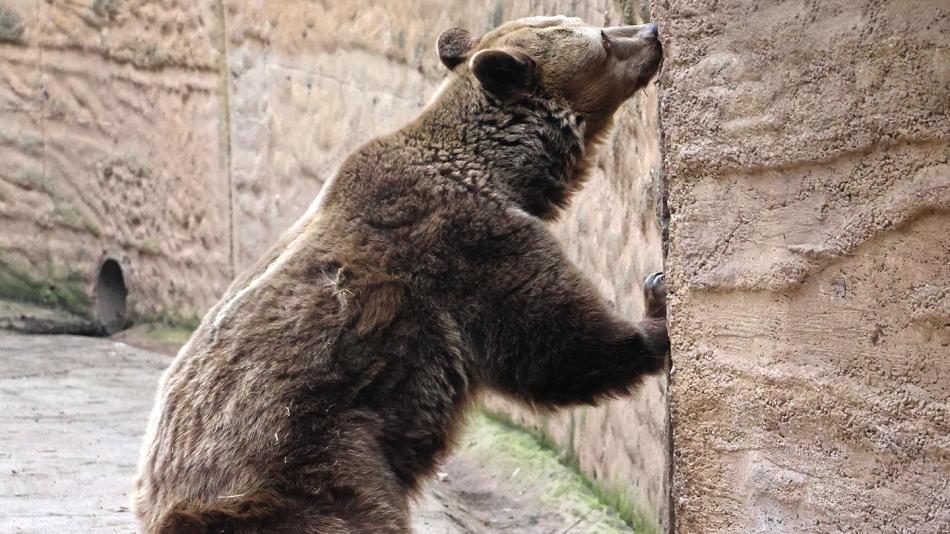 Medvědi v plzeňské zoo se probudili ze zimního spánku o 50 kilo lehčí