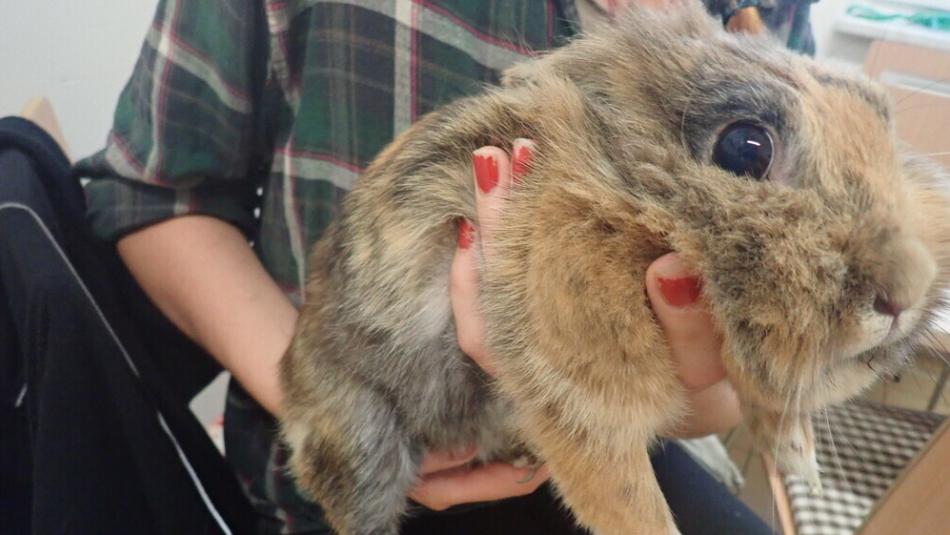 Strážníci odchytávali koťata, zakrslého králíka i želvu