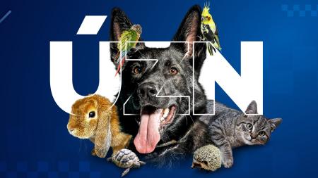 Chybí vám domácí mazlíček? Možná na vás čeká v útulku