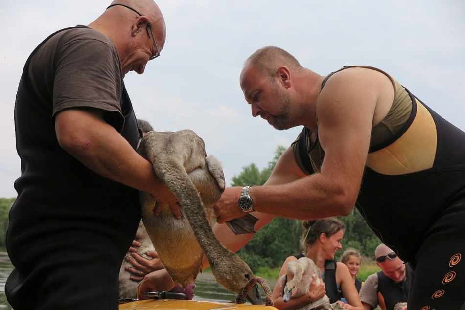 V Plzeňském kraji žije padesát labutích rodin, dobrovolníci je sčítali celé léto