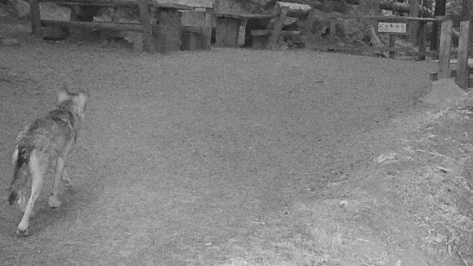 Vlků se u Srní na Šumavě může pohybovat víc, park připouští, že utekli z výběhu
