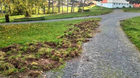 Na plzeňském sídlišti řádí divočáci. Nepouštějte psy z vodítek, varuje obvod