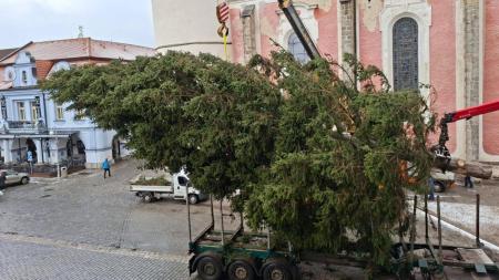 Na Domažlickém náměstí už stojí vánoční strom, rozsvítí se tuto sobotu