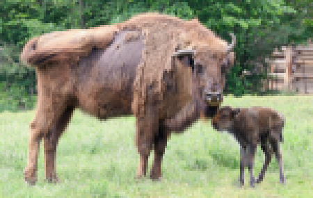 zubr-evropsky-bison-bonasus-26-5-2020-km-upr-mini (10)