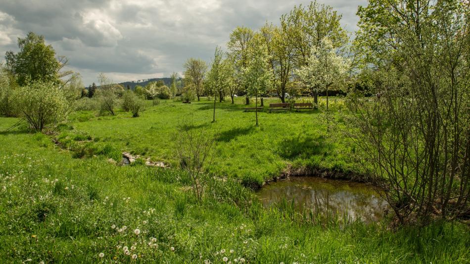 Nejvyšší zjištěnou populační hustotou raků kamenáčů má rokycanský Rakováček