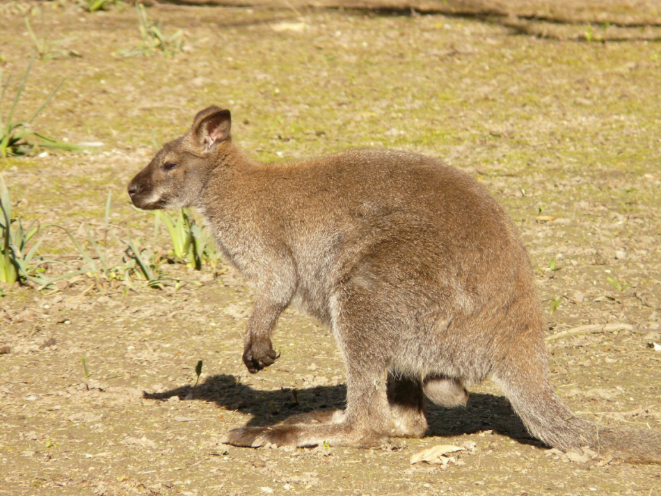 red-necked-wallaby-54039_1920