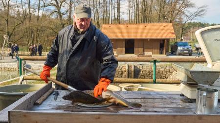 Na městských sádkách u Košináře začne velikonoční prodej ryb