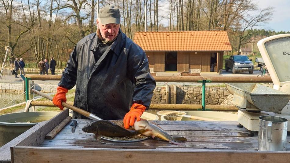 Na městských sádkách u Košináře začne velikonoční prodej ryb