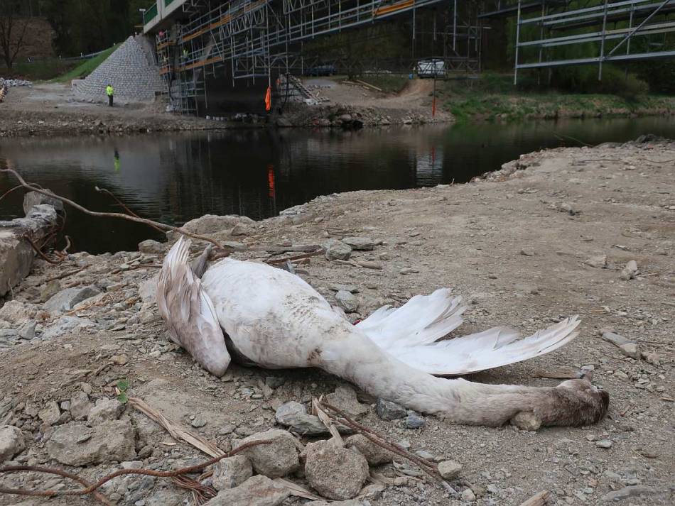 Labutě na Berounce zabíjí elektrické vedení i další smrtelné překážky