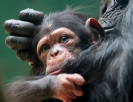 Simpanz