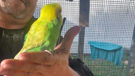 Opeřená posila tenisového klubu zpestřila hráčům neděli