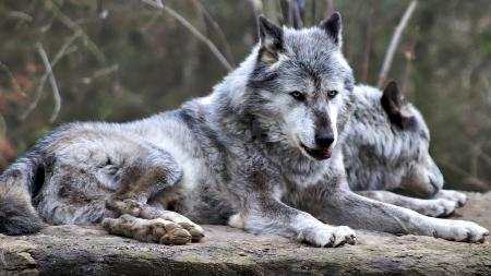 Případ zraněného vlka z Karlovarska odhalil v Česku problém, týká se záchrany šelem