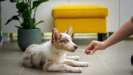 Pomoc pro zvířata o víkendech nekončí. Karlovarský kraj projekt prodlužuje