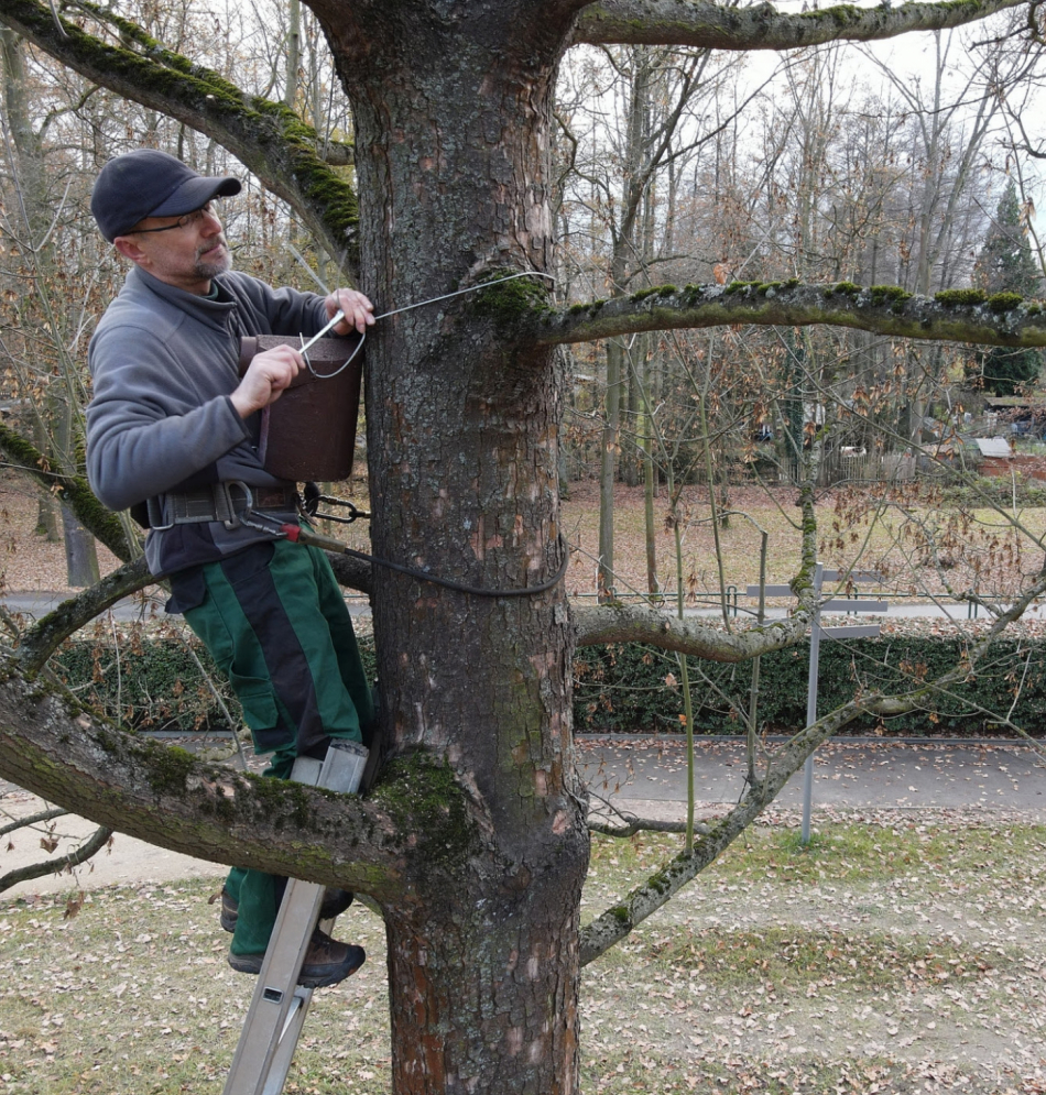 Ptáci a netopýři mají nové bydlení v Lochotínském parku