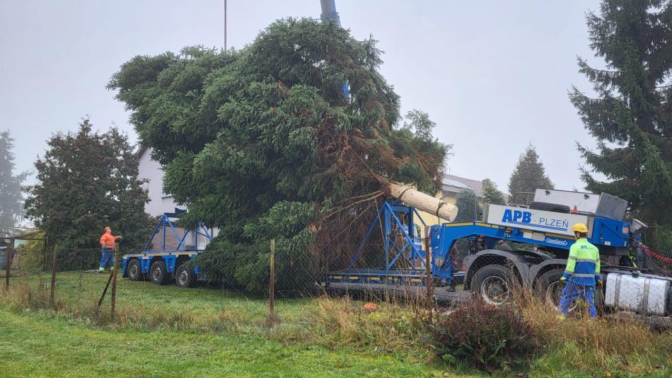 Ohrožoval dům i parkující auta. Strom manželů ze Stoda použije Plzeň jako svůj vánoční