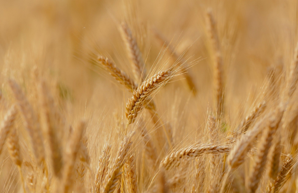 wheat-3241114_1920