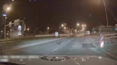 Odvážný jedinec zastavil policejní vůz, aneb Bobří turistika po městě pokračuje