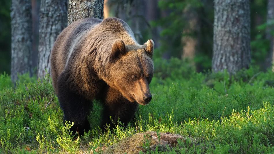 Na Doupově se patrně nachází medvěd či skupina medvědů