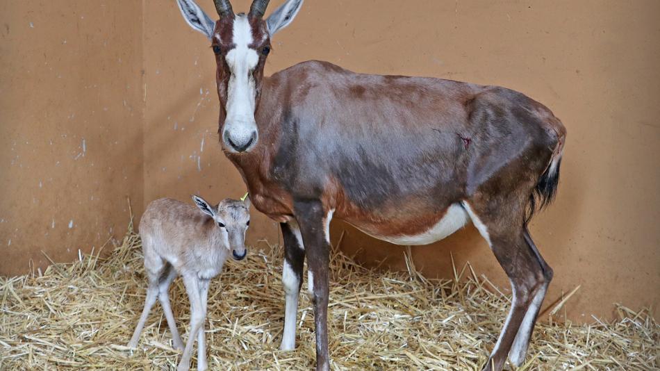 Velká radost v plzeňské zoo. Narodilo se mládě buvolce