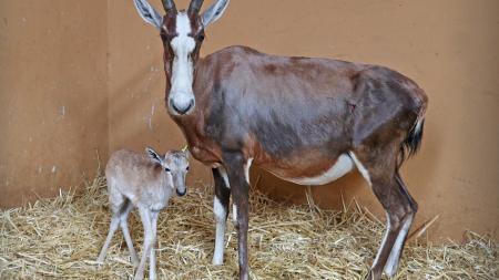 Velká radost v plzeňské zoo. Narodilo se mládě buvolce