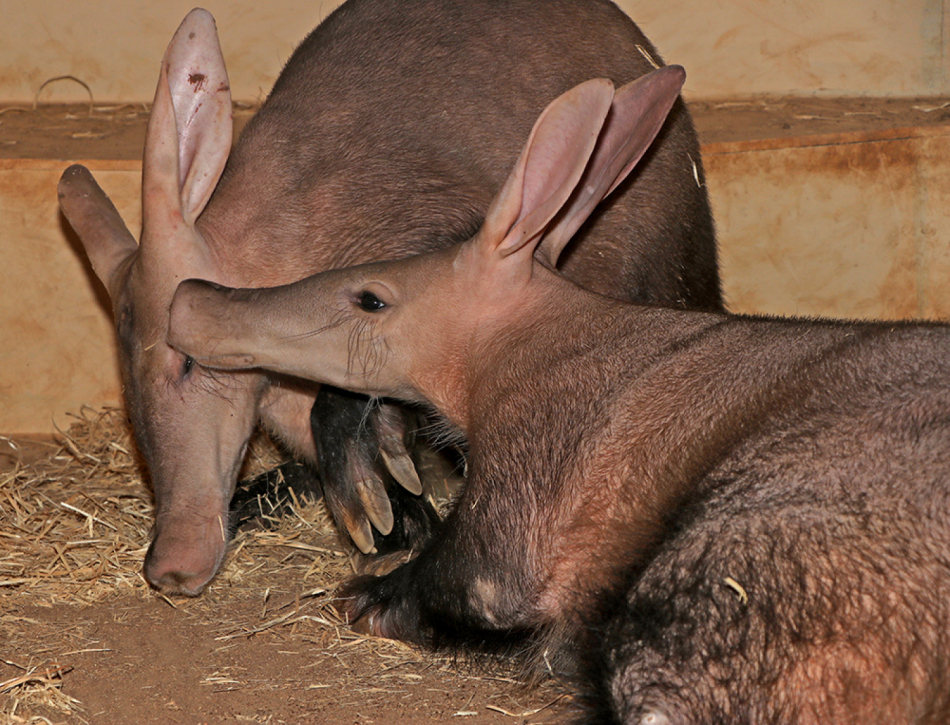 Dva hrabáči v plzeňské zoo! V expozici se setkala matka s dcerou