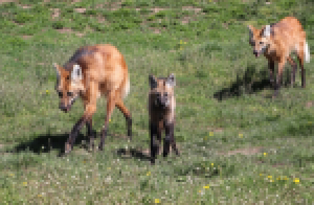 vlk-hrivnaty-chrysocyon-brachyurus-22-4-2020-km-upr-mini (10)