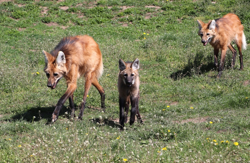 vlk-hrivnaty-chrysocyon-brachyurus-22-4-2020-km-upr-mini (10)