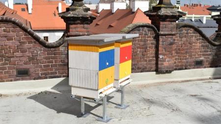 Včelám z úlů rozmístěných na střechách městských budov v Plzni se letos daří