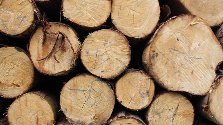 Z lesních skládek zmizelo dřevo za téměř 30 tisíc. Pachateli hrozí pobyt za mřížemi!