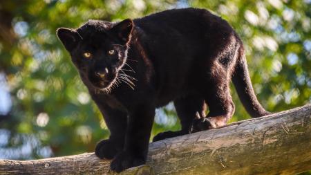 Milované děvče nebo květinka. Jaguáří samička ze zlínské zoo dostala krásné jméno